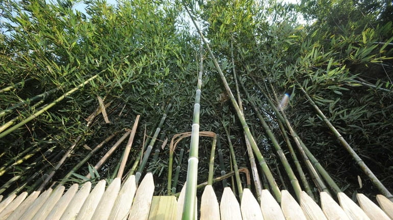 Bamboo grows in the Town of Huntington. Huntington passed an...
