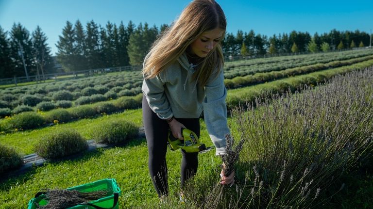 Cadence Thurgood cuts lavender, Wednesday, Aug. 21, 2024, at a...