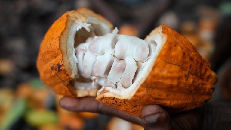 Babatunde Fatai, a cocoa farmer, holds a cocoa pod at...