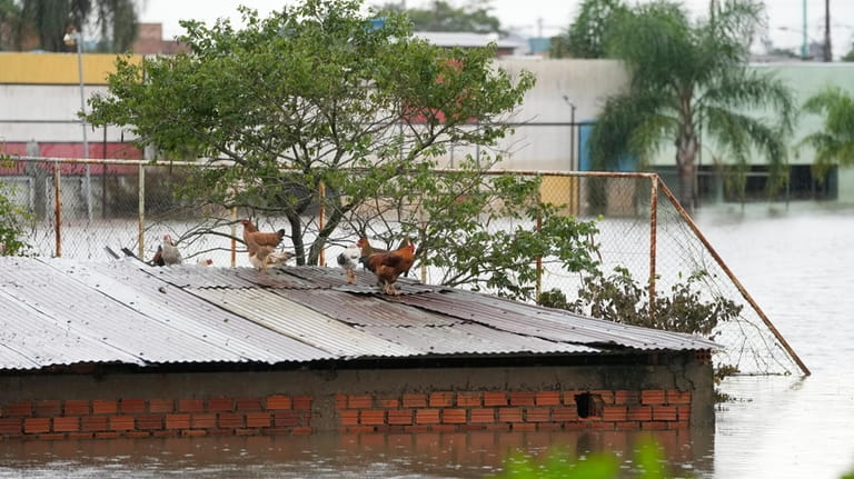 Hens stand on the roof of a flooded home after...
