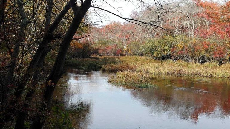 View of the Carmans River (Oct. 20, 2010)