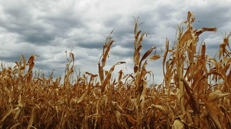 Dry corn is pictured in a field as rain clouds...