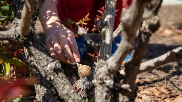 Ariel Sieber, 9, from Queens places a praying mantis egg...