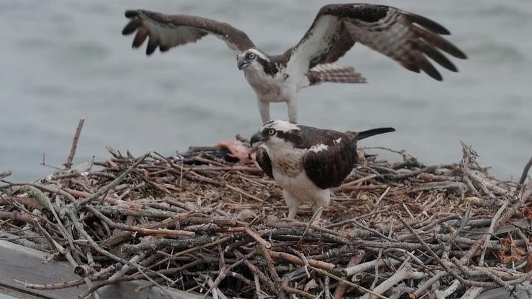 Three osprey hatchlings with their parents in a nest by...
