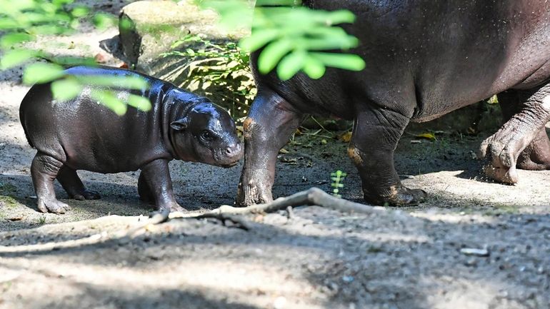 Toni, a pygmy hippo born at the Berlin Zoo in...