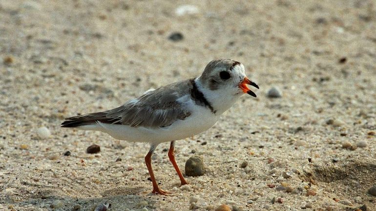 A Piping Plover is shown in Westhampton in this undated...