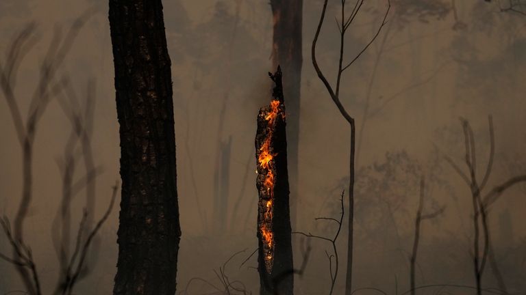 A tree burns as fires spread through the Brasilia National...