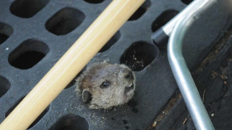 A trapped woodchuck awaits help from Suffolk police, who rescued...