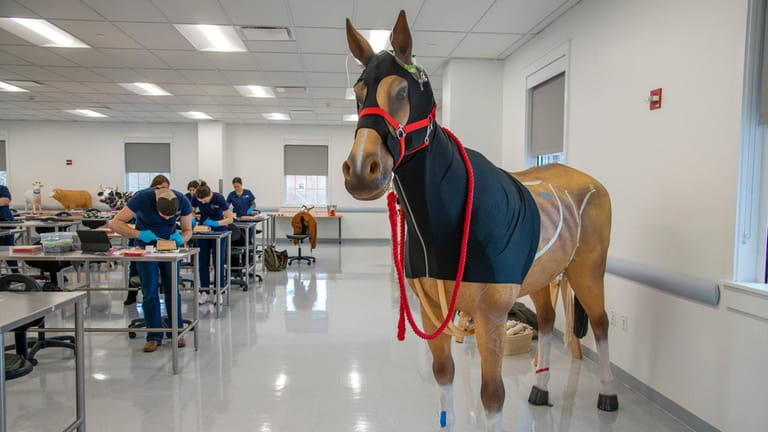 A model of a horse is accessible to students at...