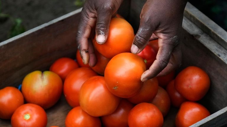 Farmer Alsi Yussuf, a refugee from Somalia, places freshly picked...