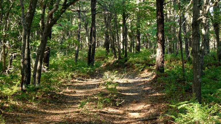 A hiking trail leads through The Long Island State Pine...