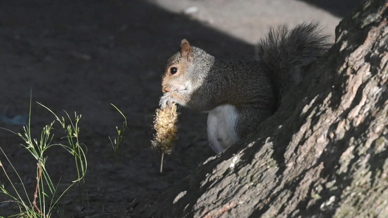 A squirrel enjoys leftover corn at Belmont Lake State Park...